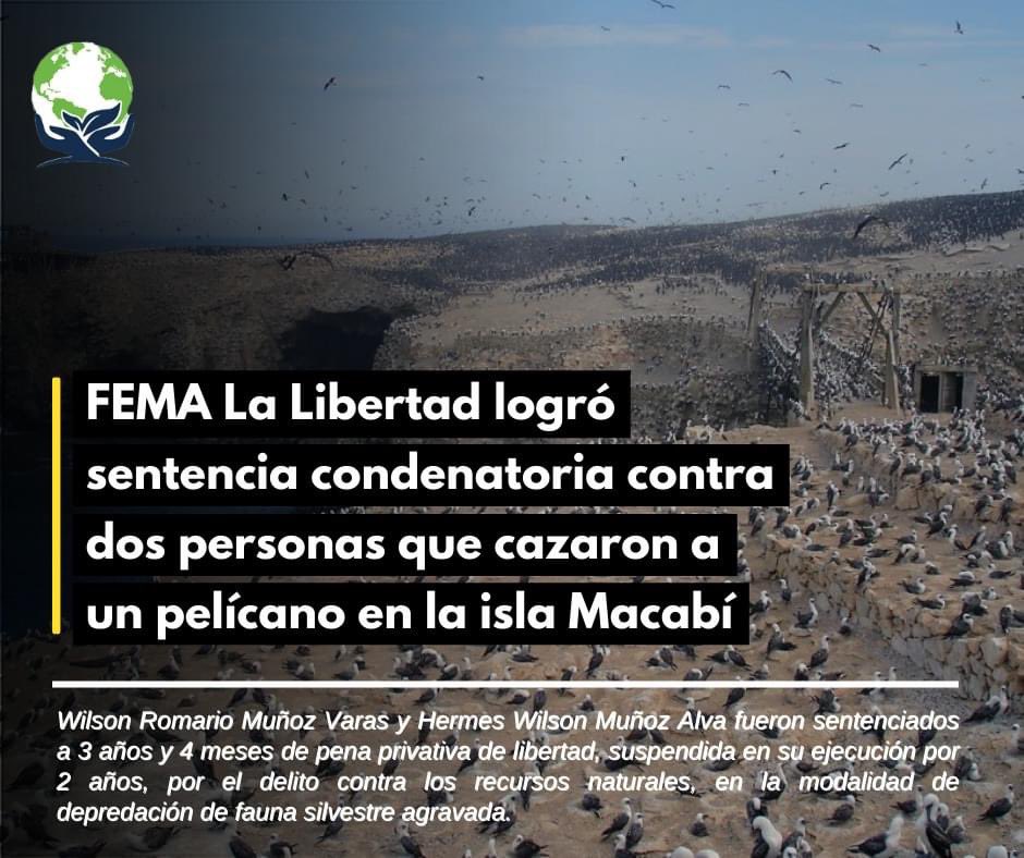 FEMAPeru's tweet photo. Los acusados fueron sentenciados por haber cazado un ave marina, de la especie pelícano, el 2 de octubre de 2019, cuando se trasladaban a bordo de una embarcación pesquera artesanal en la isla Macabí. #NoMasTraficoDeVidaSilvestre https://t.co/5BPjYfxvk1 https://t.co/ms3iATHn59
