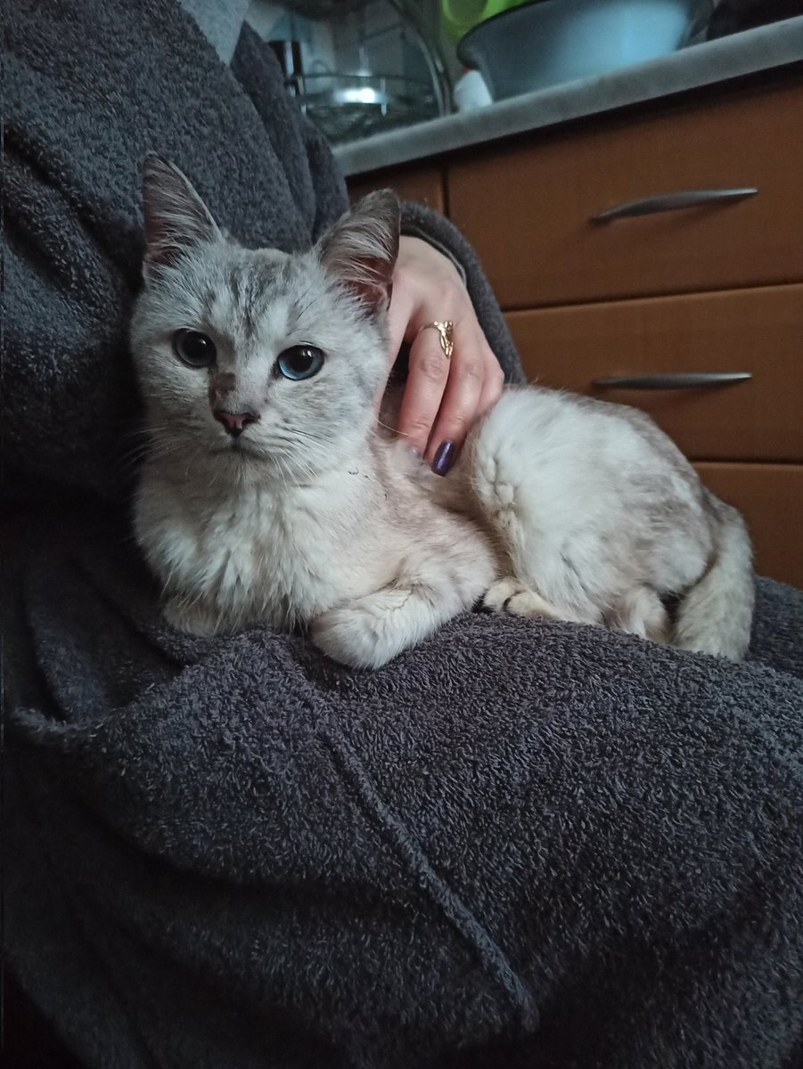 AG44713798's tweet photo. Знакомьтесь, Фели 🥰 https://t.co/FBGlqdDLVi