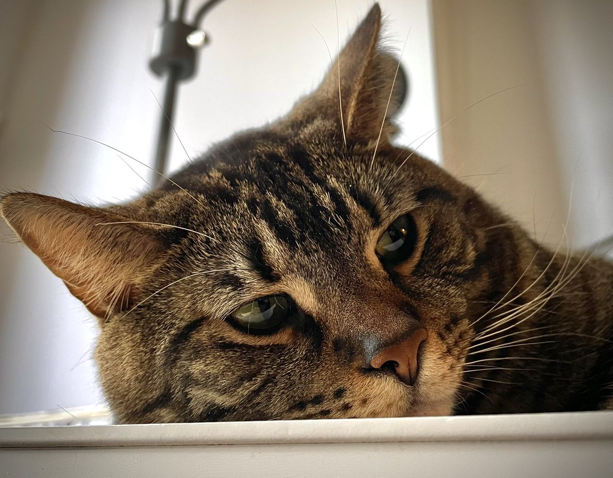 Kitty Nut House tweet media
