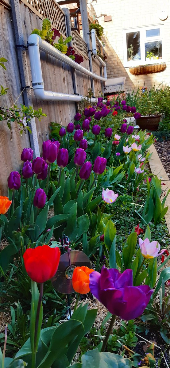 athornypot's tweet photo. The tulip bed is looking gorgeous! 🌷#bulbs https://t.co/UpwGFLKgsL
