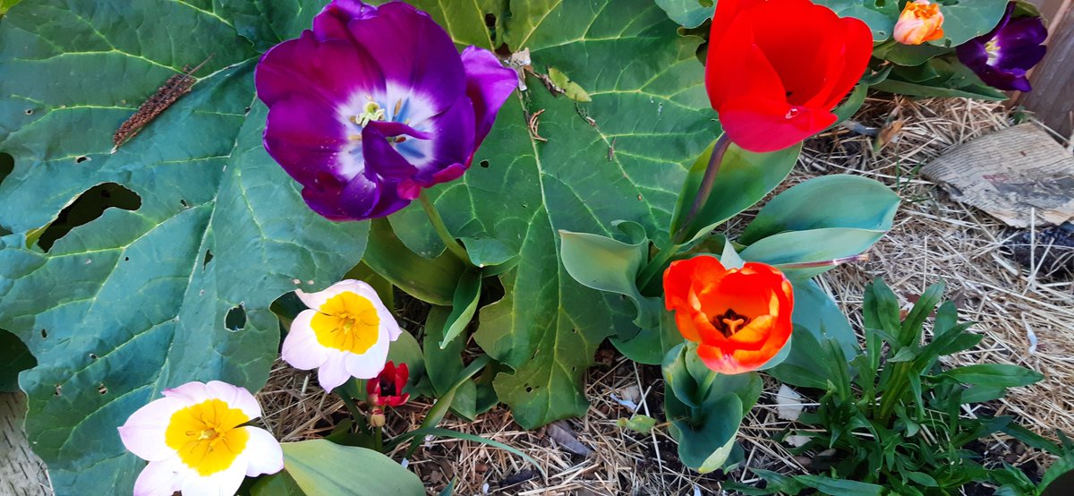 athornypot's tweet photo. The tulip bed is looking gorgeous! 🌷#bulbs https://t.co/UpwGFLKgsL