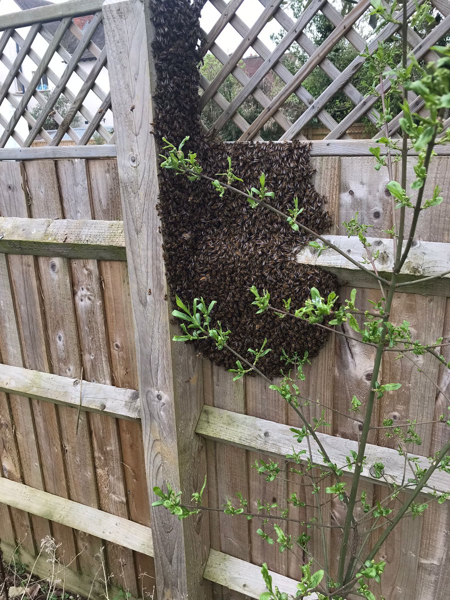 First swarm 2022 . . . .