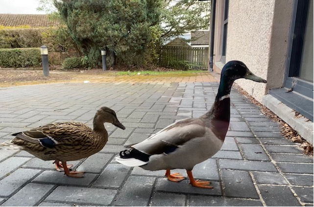 CPKLibraries's tweet photo. Donald and Daisy heading off to #SconeLibrary today for some QUACKING good reads.
Sorry π¦ https://t.co/kmQfpMEYW8