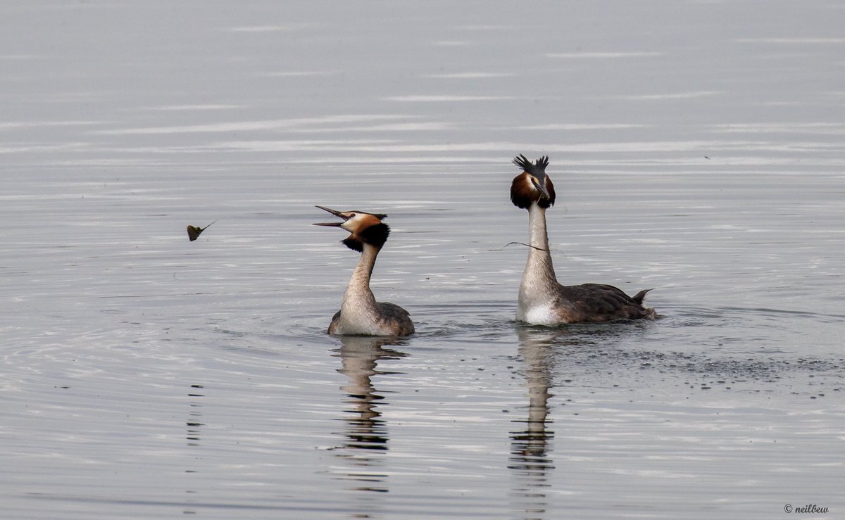 NeilBew's tweet image. Great Crested Grebes really are the most beautiful birds and I have wanted to photograph some of their courtship for some time