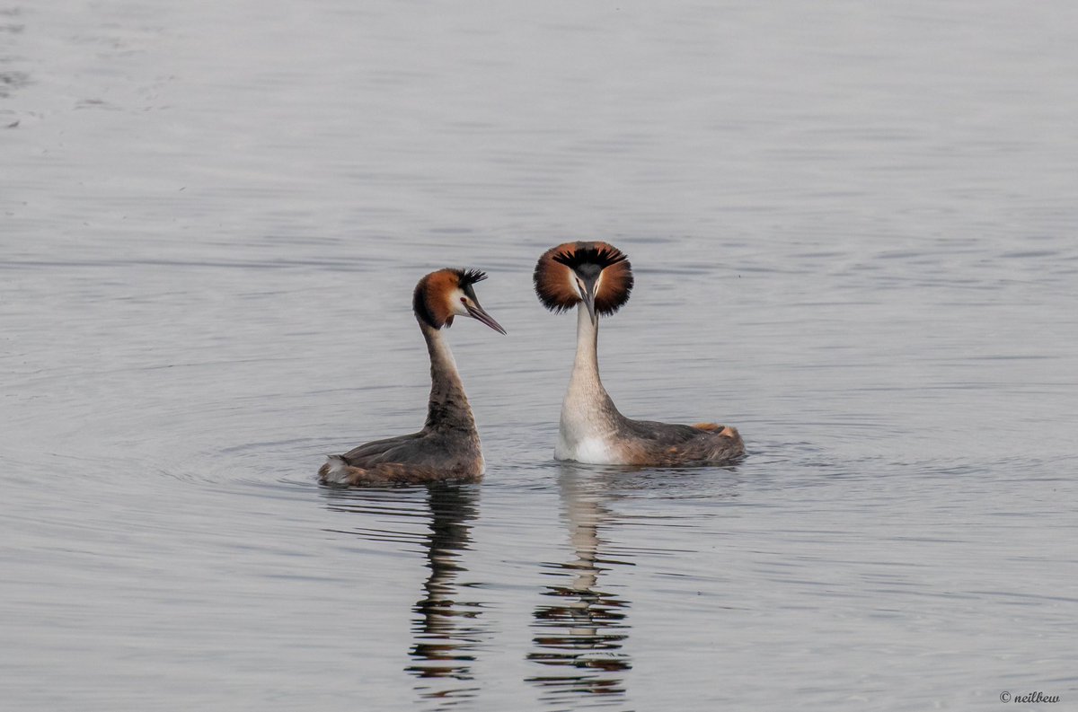 NeilBew's tweet image. Great Crested Grebes really are the most beautiful birds and I have wanted to photograph some of their courtship for some time