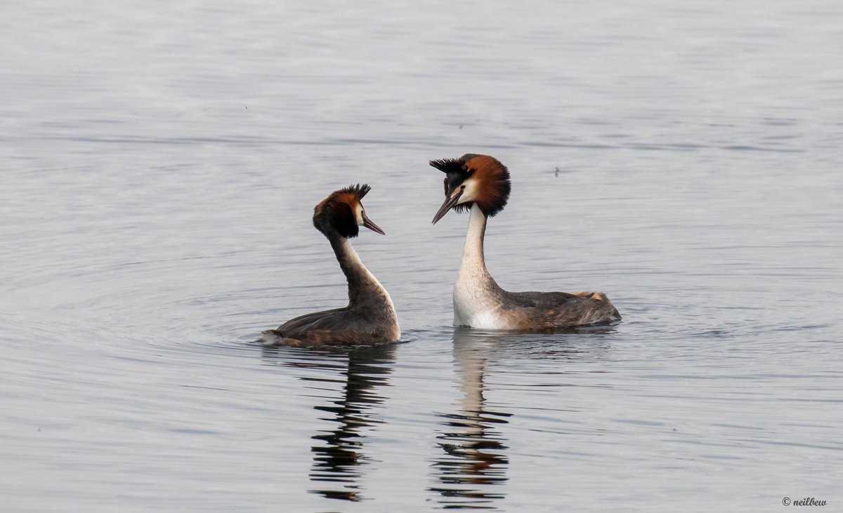 NeilBew's tweet image. Great Crested Grebes really are the most beautiful birds and I have wanted to photograph some of their courtship for some time