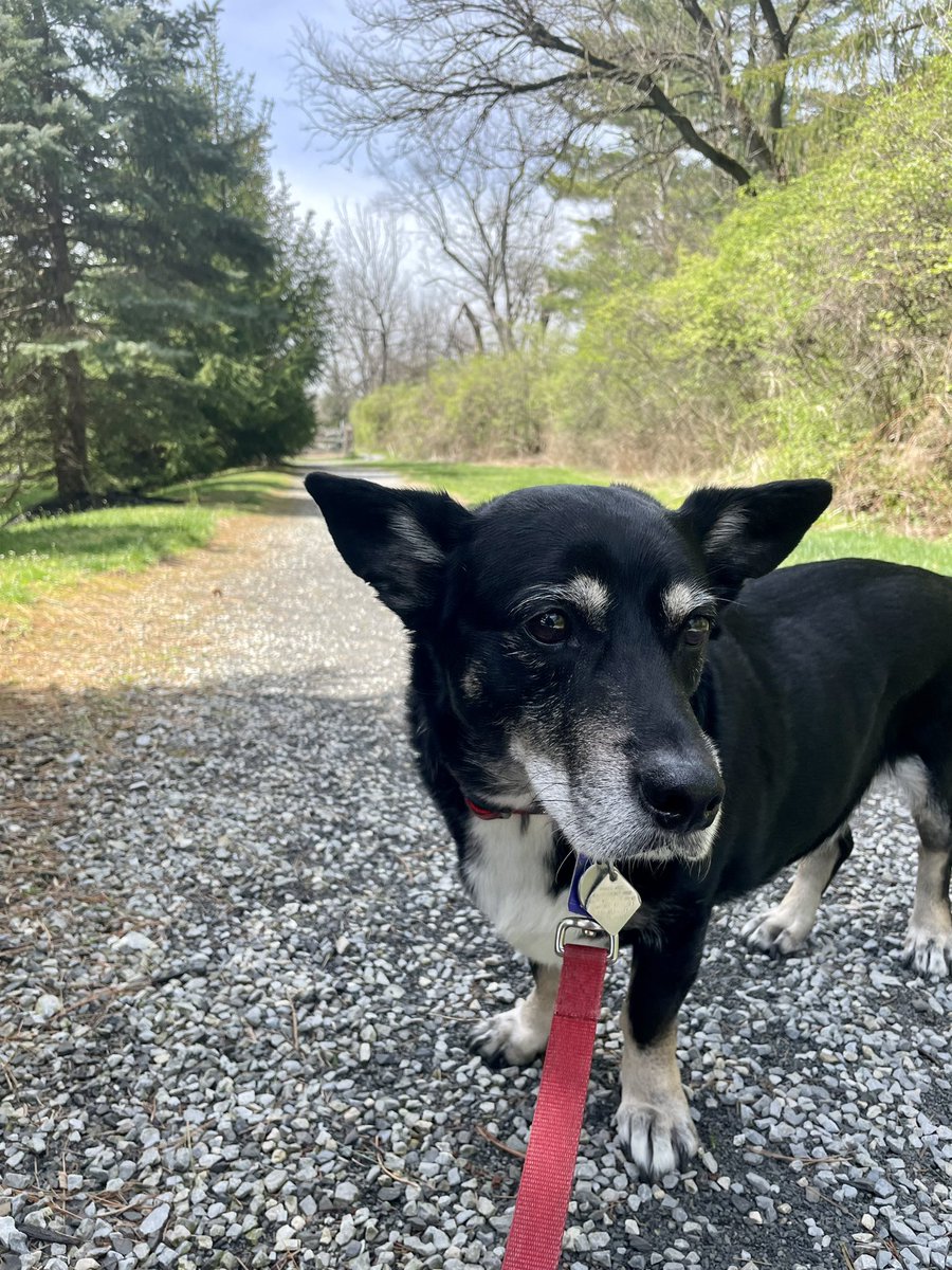 Thank you <a href="/zachradcliffphd/">Zach Radcliff</a> for suggesting residents use our #wellness and #selfcare seminar hour to go outside today! The weather is lovely and Bruce got a surprise mid-day walk 😊