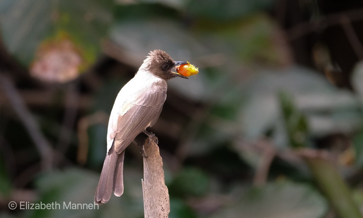BalabaCamp's tweet photo. Many birds enjoy the palm nuts that grow around the compound. This Common Bulbul is making the most of the harvest. #Gambia #gambiabirds #birdwatching #BirdPhotography #BirdsSeenIn2022 #TwitterNatureCommunity https://t.co/F3UM6T2wLc
