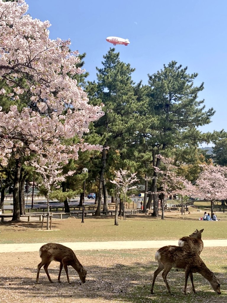 AirSign's tweet photo. Spring is in the air in Japan, and so is our blimp! Thank you to all the fans who took these wonderful photos! 🌸📸 #cherryblossoms #SuperDry #AirSign

Photo Credits: @Tinkmerry @naranto_valu @LisaxColors @yamasen_helium https://t.co/5jRFTKZixp