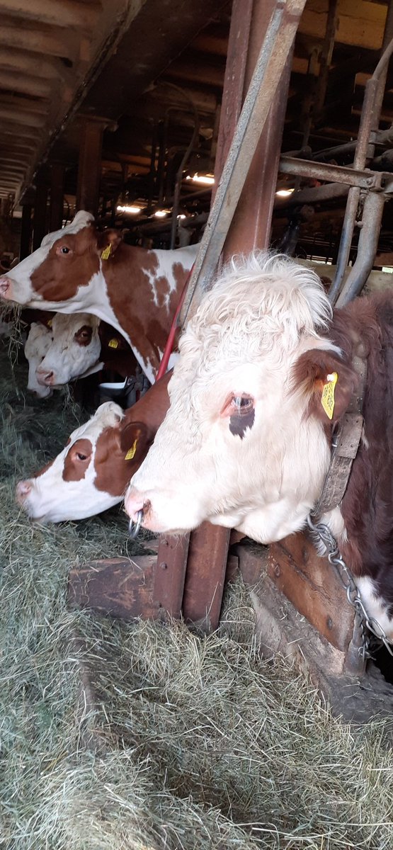 frauhasenklee's tweet photo. Mampf...bestes, gut duftendes #Heu! Die #Weidesaison naht mit großen Schritten. Berufskollegen im Tal haben ihre Kühe schon rausgelassen, heute.
#Buschwindröschen hinter der Maschinenhütte https://t.co/fUCrspB4zd