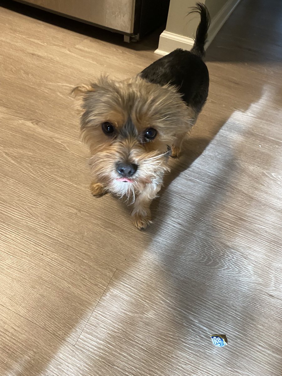 candigirl615's tweet photo. @DiamondPetFood I HAVE TWO FOGS AND FOR THE LAST 12 HOURS MY YORKIE HAS BEEN PHYSICALLY SICK!! THROWING UP AND EVERYTHING!! I’LL SUE THE SHIT OUT OF YOU BEHIND MY BABIES!!! #Russia #RussianWarCrimes #UkraineWar #Ukraine #Dog #mybabies @bluebuffalo … I hope your food is safe!! https://t.co/jaSy5RSUkF