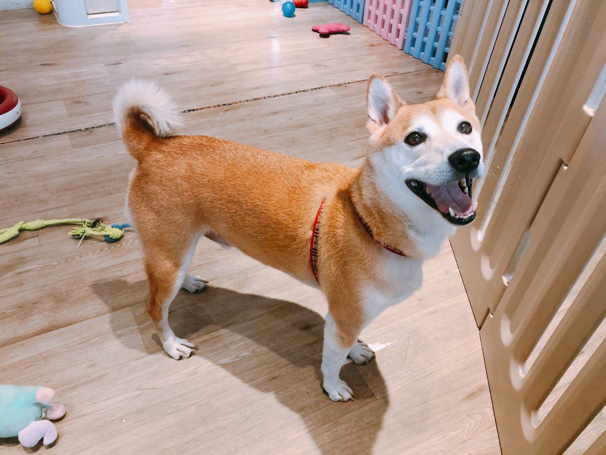 TomoFomo tweet media