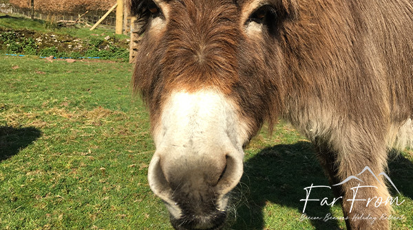FarFromBrecon's tweet photo. Hi beautiful girl π
#farfrom #holidayretreat #rescueanimals #animalsanctuary #breconbeacons https://t.co/fa4aWt84Er