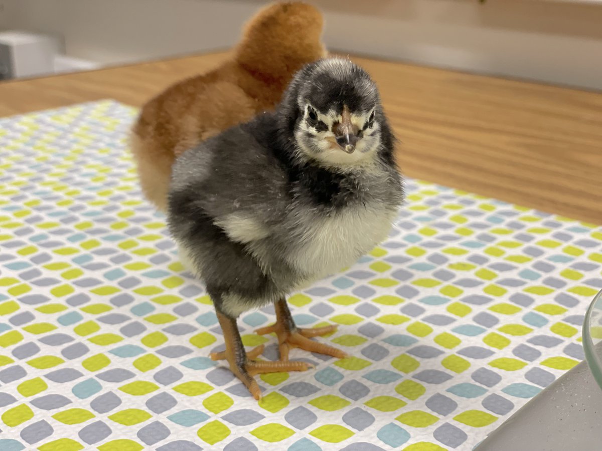 StoughtonPS's tweet photo. Last week we showed you a video of the baby chicks in the 7th grade classrooms at the O'Donnell Middle School right after they hatched. We got a chance to visit with some of the chicks last week at the OMS Knight of Excellence. Take a look here... https://t.co/jsiEUIVbnY