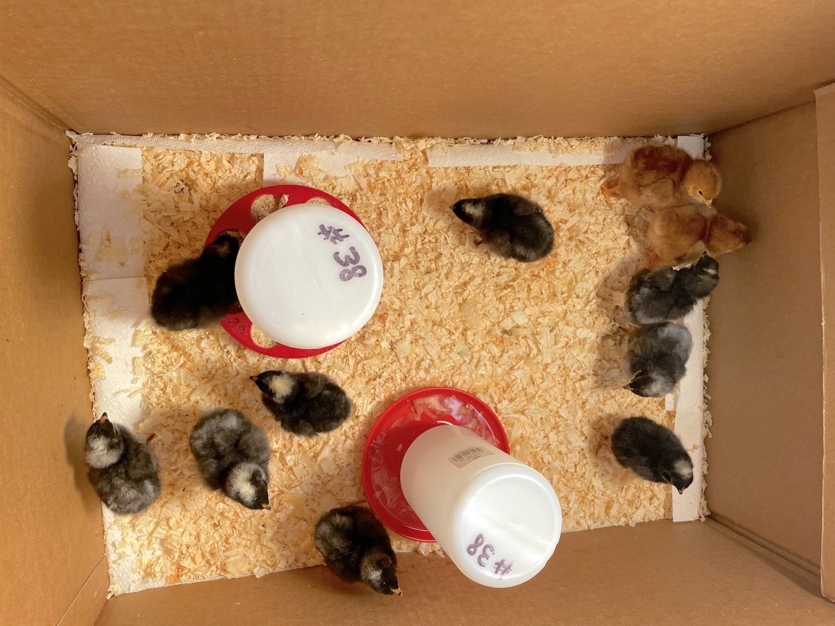 StoughtonPS's tweet photo. Last week we showed you a video of the baby chicks in the 7th grade classrooms at the O'Donnell Middle School right after they hatched. We got a chance to visit with some of the chicks last week at the OMS Knight of Excellence. Take a look here... https://t.co/jsiEUIVbnY