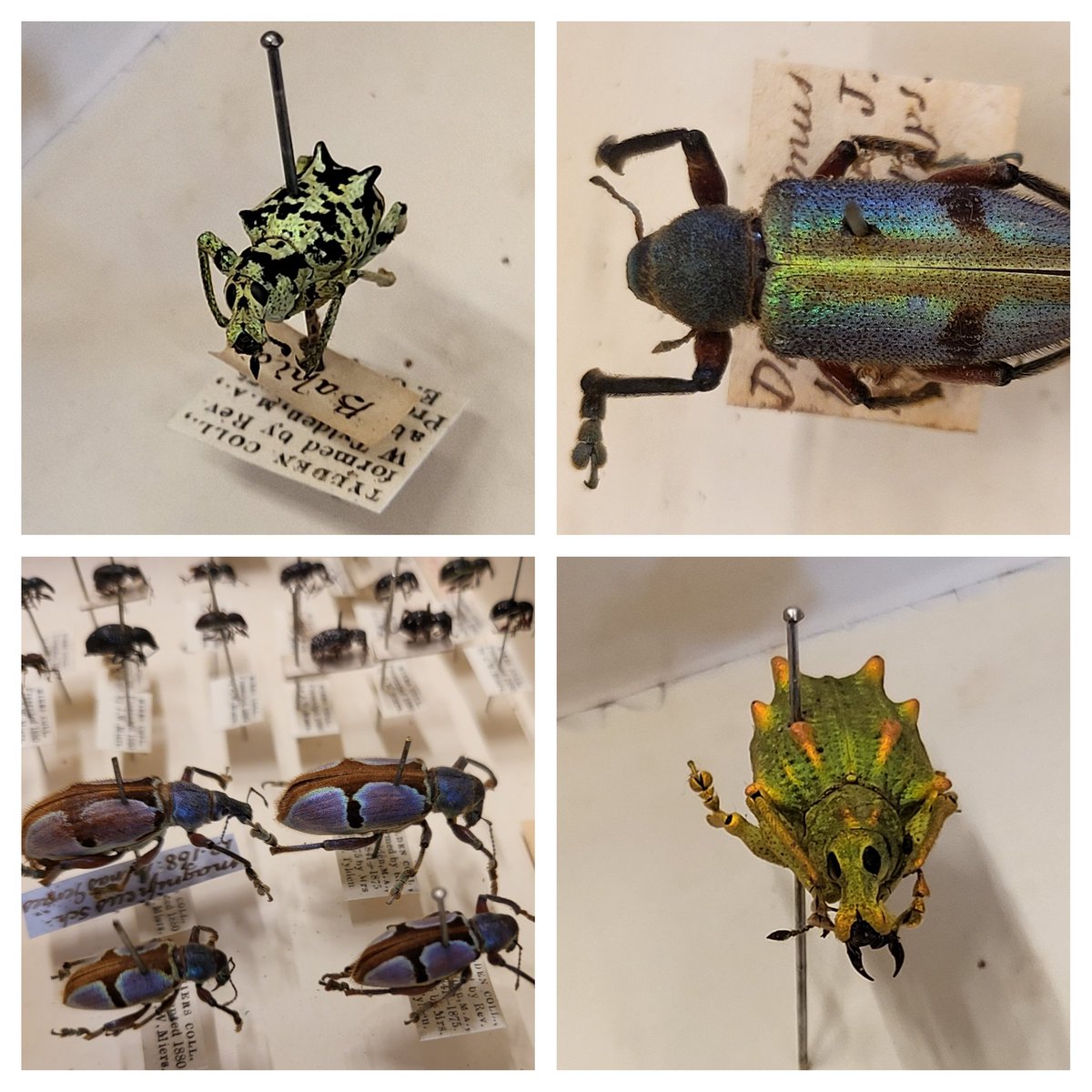 Amo Spooner tweet media