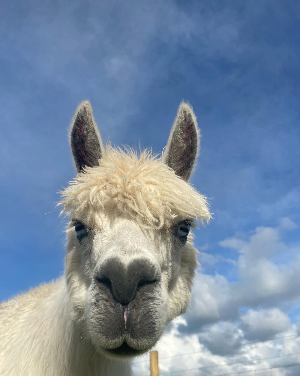 Anglesey Alpacas tweet media