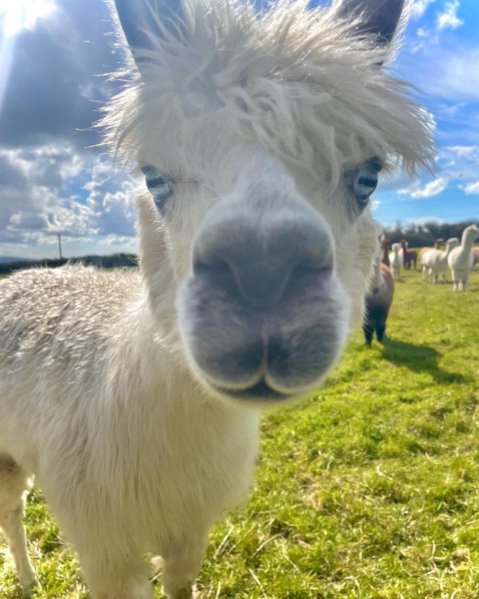 Anglesey Alpacas tweet media