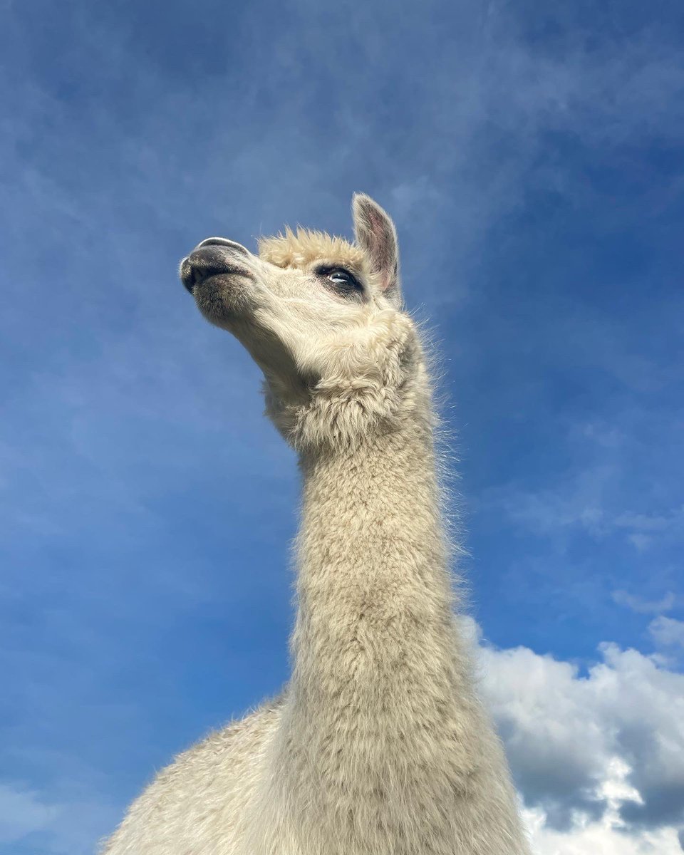 Anglesey Alpacas tweet media