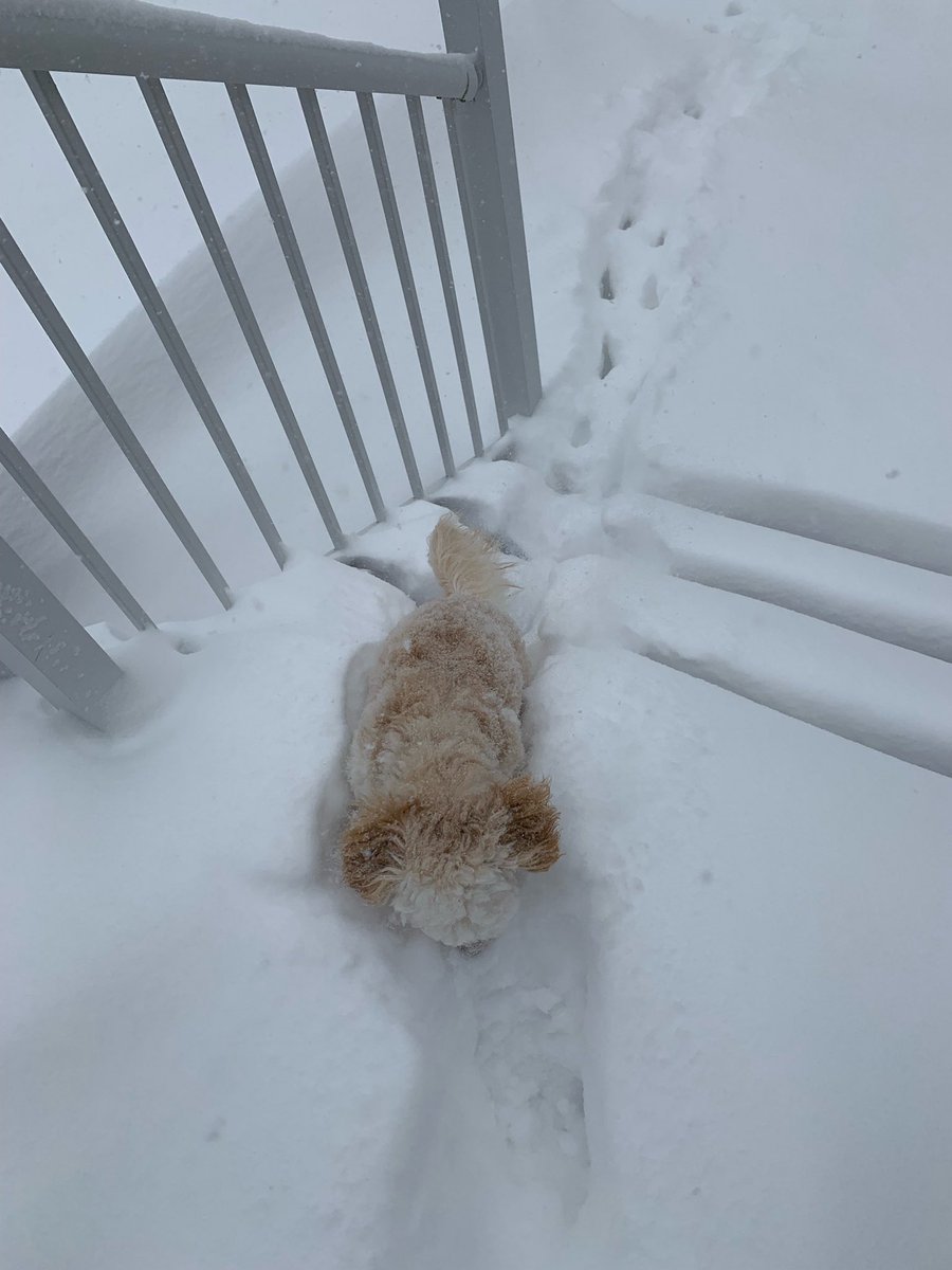 pamdechief's tweet photo. Cute dog. Short legs. Navigating the snow. @estevan #SKStorm #timeforpuppypads https://t.co/Ctibiwq4K7