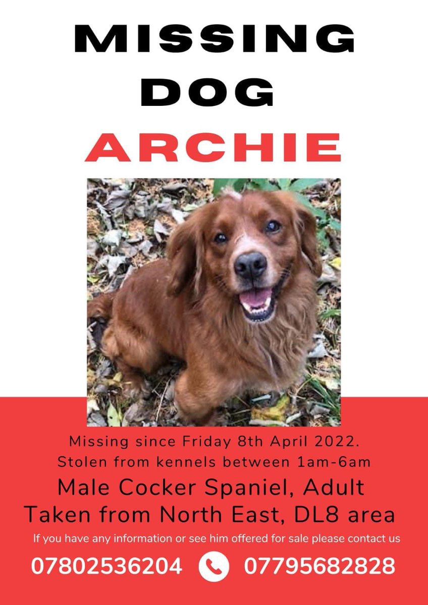 rosiedoc666's tweet photo. Please keep sharing to help us get Archie back we are completely devastated
⬇️ #findArchie 
#SpanielHour 

https://t.co/OAh6uCkbmW

@bs2510 @RachaelB100 @gelert01 @MagYorkshire @Yorkshire_EN @YorkshireLady3 @SheilaGarci2 @SheridanAlcock @BlueFrenchie1 @colliesontherun @rosieDoc2 https://t.co/esNOnV8mNA