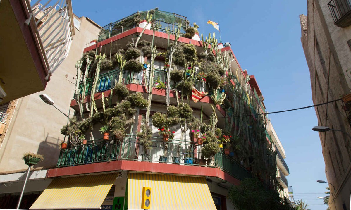 calellacfo's tweet photo. 🤔Sabies qué?
La “Casa dels cactus” està situada al Carrer Jovara. Un bloc famós per tenir tot tipus de cactus i plantes en els seus balcons. Una ubicació tan singular com onírica.

Localitzacions, permisos, equip o allotjament 👉 https://t.co/nIvQeXl84T 

#calellaciutatplató https://t.co/9CFLm4Luo2