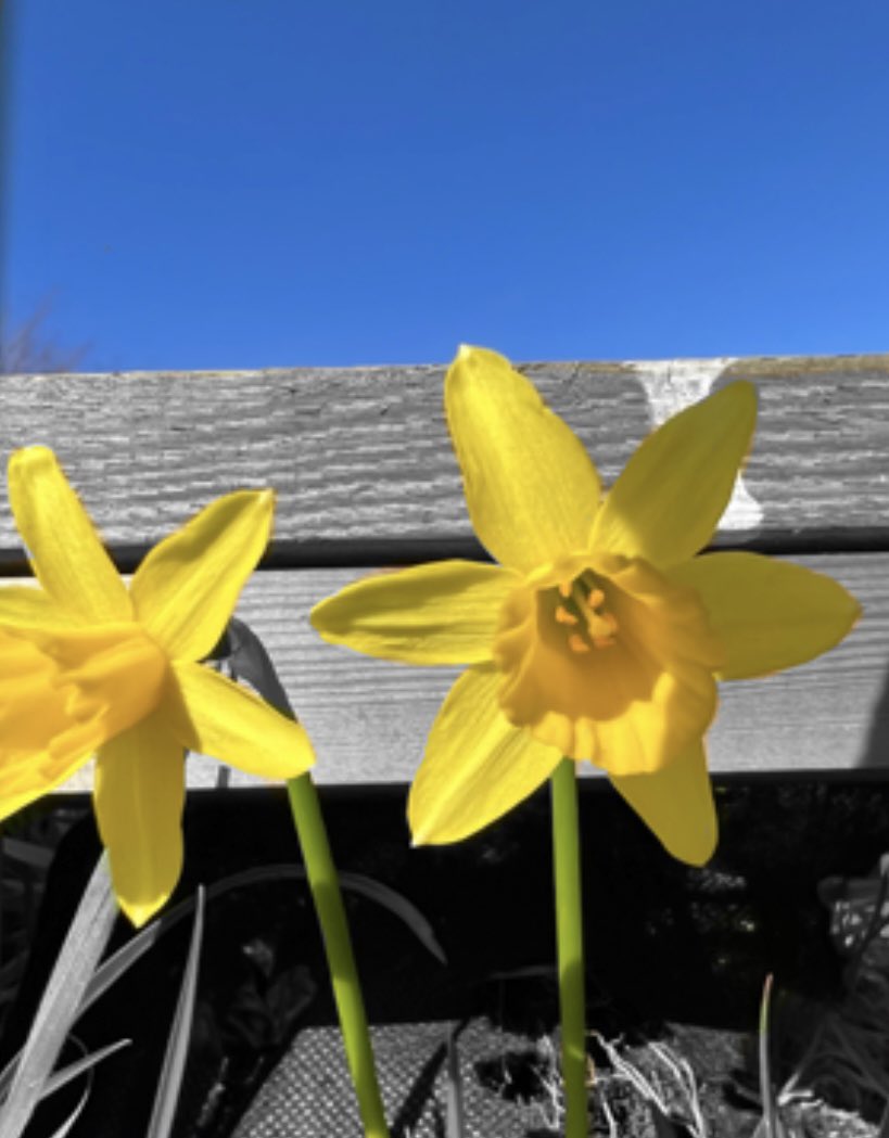 lynnbruce1's tweet photo. Spring signifies fresh new beginnings, the chance to start again, become stronger and wiser than before, having the resilience to bloom once again after the harshest of seasons passed. Sending Ukraine Love and Light. #StandWithUkraine️ #StandUpForUkraine https://t.co/7fkDt56Fc1