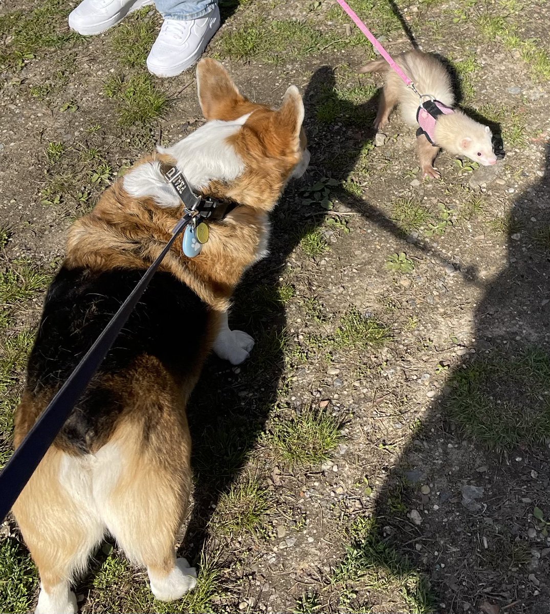 Can you believe we saw a #ferret on a leash in #CentralPark ??? I was so curious! #Corgi #CorgiCrew #dogs #dogsoftwitter #twitterdogcommunity #pets #WednesdayVibe #Ferret