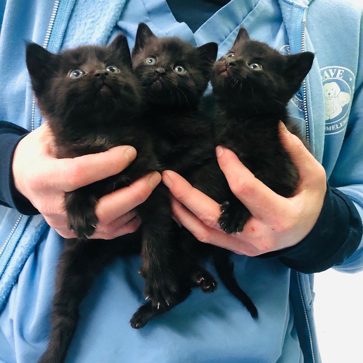 SAVE Animal Shelter tweet media