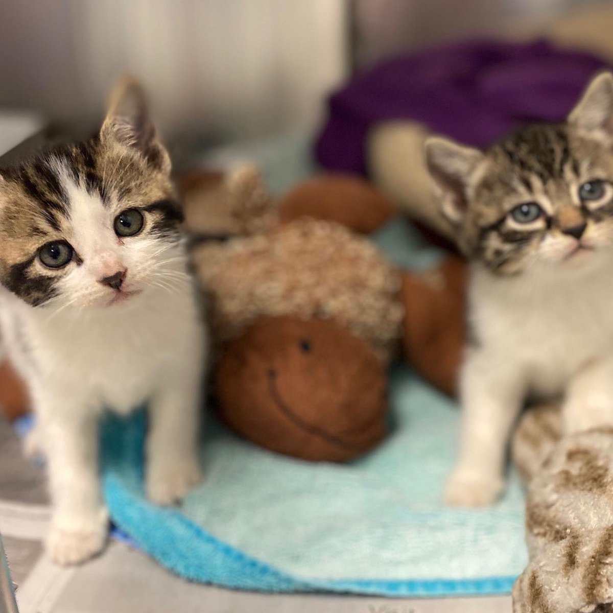 SAVE Animal Shelter tweet media