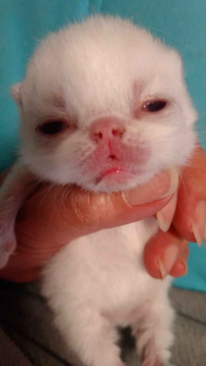 popscats's tweet photo. 2022/4/11 (4/7生)　白い赤系毛色の男の子 お譲り予定です。ヒマラヤン(シャム猫)色です。お譲りが決まりましたら先着順にお聞きしていきますので
お問い合わせを頂けますようお願い申し上げます。
popshimalayans@gmail.com　#エキゾチックショートヘア #エキゾチックショートヘアブリーダー https://t.co/0dm7Hmqh6n