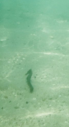 Day 5 - Barney’s finally made it to the beach!
Some good guesses so far, but none correct. You have narrowed it down to the right continent though - ASIA

The water was beautiful today. Barney was a little too scared to go  in, but she did see a seahorse right at the shoreline