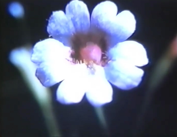 The Film-Makers’ Cooperative tweet media