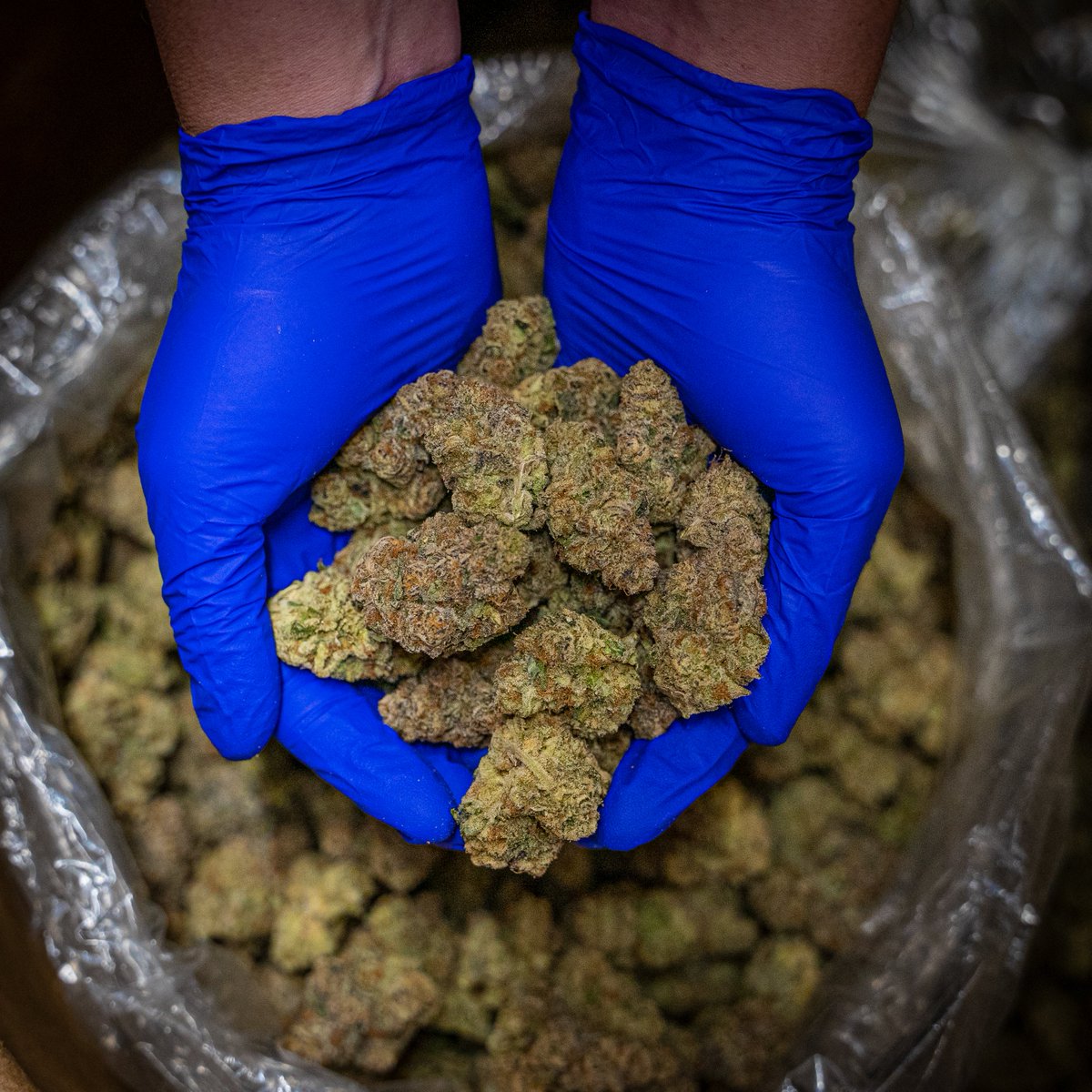 _THCDesign's tweet image. Something new and exciting is coming soon. Any guesses? Hint: ⛽️ #THCDesign #newcultivar