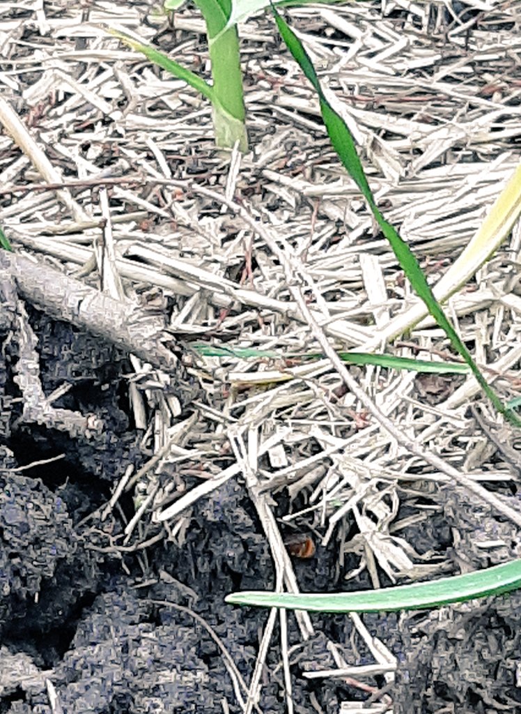 tuinvosje's tweet photo. Het was nationale wilde bijen nestdag
Aardhommel onder de veenmosbak in de #ontdektuin.
Akkerhommel onder het bosbankje in de #schoolmoestuin
Maar is het nou verstandig van dit vosje om te gaan nestelen naast de knoflook?
Haar zuster is trouwens bezig tussen de aardappels ... https://t.co/Pfc75ozFVr