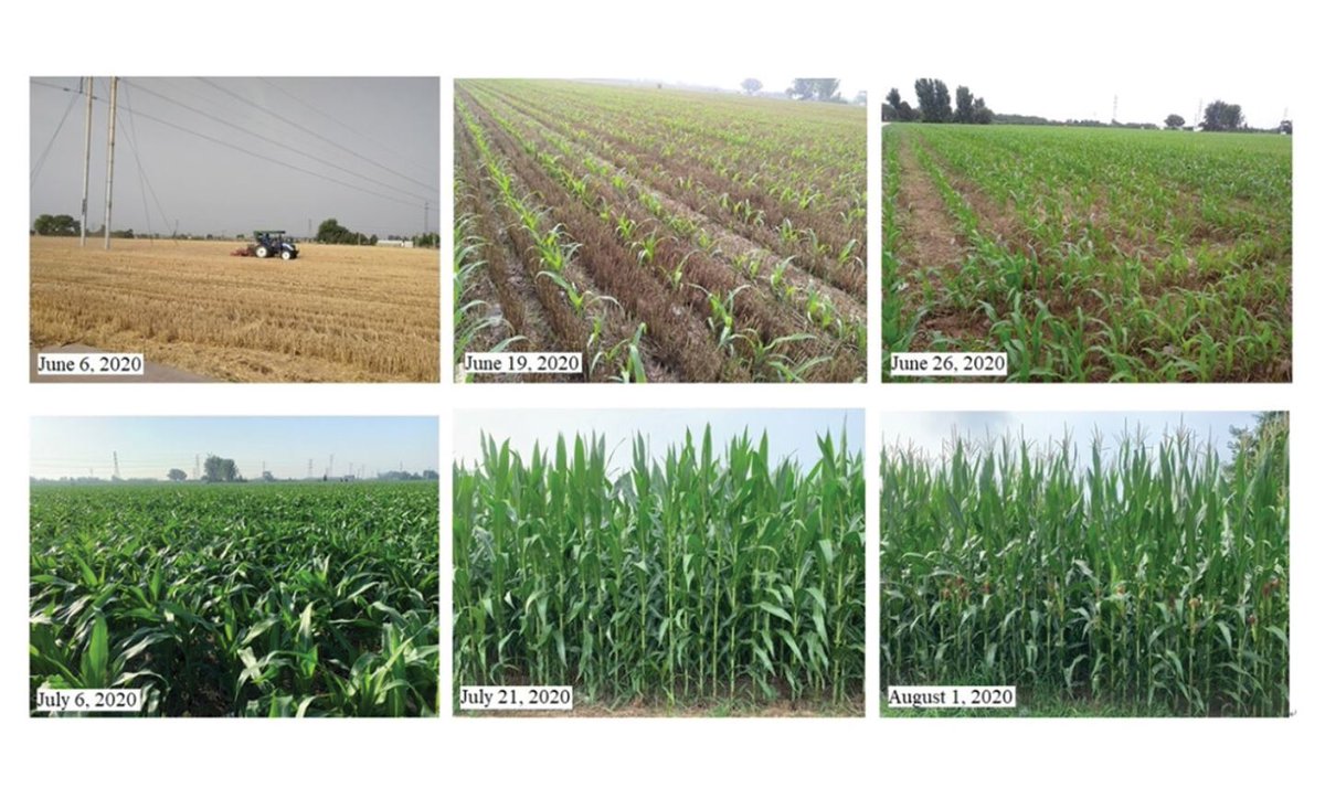 IJRemoteSensing's tweet photo. Y. Wang & colleagues examine #Sentinel1 🛰️ #syntheticaperture #radar (#SAR) #backscattering and depolarization parameters, and propose a new radar #vegetation index to improve estimation of crop height.
🔗 https://t.co/uthLMj1lwS
#IJRS #RemoteSensing #CropMonitoring https://t.co/Odo0SKfAdR