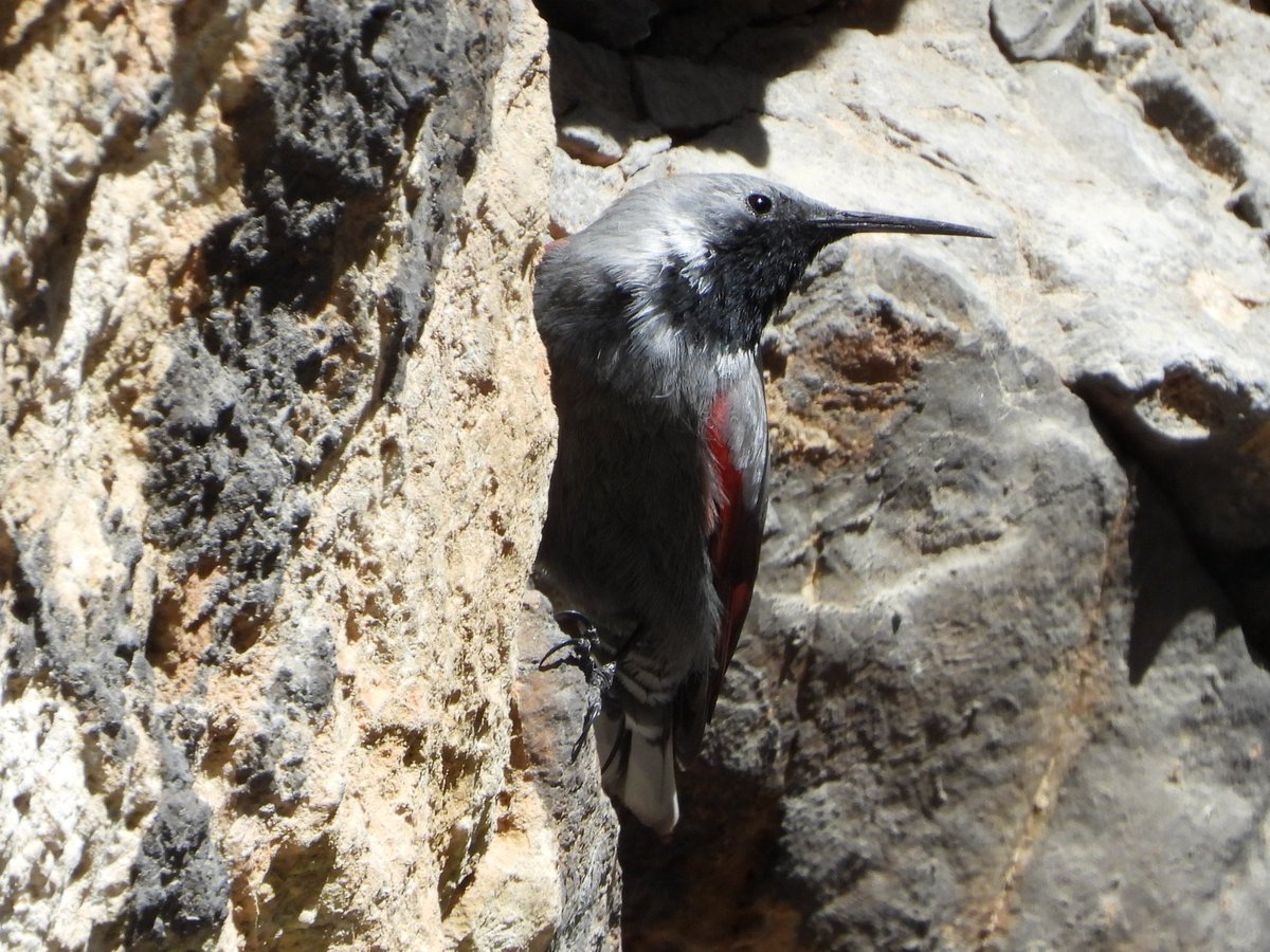 yorkshirebirder's tweet photo. Never in a million years did I expect to get views like this of Wallcreeper. A male and female at Trigrad gorge - nest prospecting and best of all the males song echoing down the walls of the gorge. At times the male came within metres of us singing, a totally insane experience. https://t.co/9vc8dasOqk
