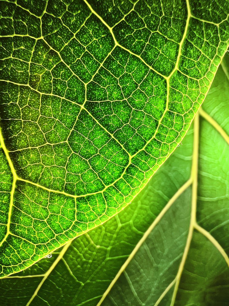 tim_cook's tweet photo. Such stunning macro photography from the #ShotOniPhone Challenge! Here's a look at a couple of the winning shots from Trevor and Tom. Your photos give us a beautiful glimpse of life up close. https://t.co/cc4Pnr3KRp https://t.co/GXQJHSb8V5