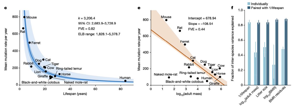 ATJCagan's tweet image. Remarkably, we find an inverse scaling of somatic mutation rates with lifespan, a long-standing prediction of the somatic theory of ageing. This is consistent with a causative role of somatic mutations in ageing. Though we discuss other possible explanations [15/24]