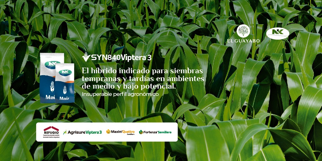 ElGuayaboSrl's tweet photo. #Maíz 🌽
✔ SYN 840 VIP3
@NKSemillas
Lo tenemos 🙋🏻♂️🙋🏻♀️
📲 Reserva tu #BolsaNK
#ElGuayabo 🌳
#PreCampañaMaíz 🌽
#NKRinde 🔝 #Syn840Vip3
#ImpulsandoLaInnovación 🚀 #Producción #SantaFe 🇦🇷 https://t.co/nk1AZiPtU1