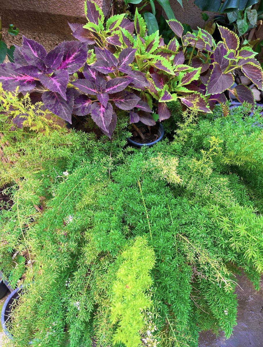 Anitadinesh2's tweet image. क्या आप जानते है कि हमारे घर और आस पास तमाम ऐसी चीजें है जो बेहतरीन खाद का काम करती है ख़ासकर गर्मियों में जब कई बार केमिकल खाद आपके प्लांट को जला देती है वही दूसरी ओर इनका प्लांट पर कोई दुष्प्रभाव नहीं होता , देखे और जाने इन मुफ़्त की घरेलू खाद के youtu.be/NiLOO3W5Ycw