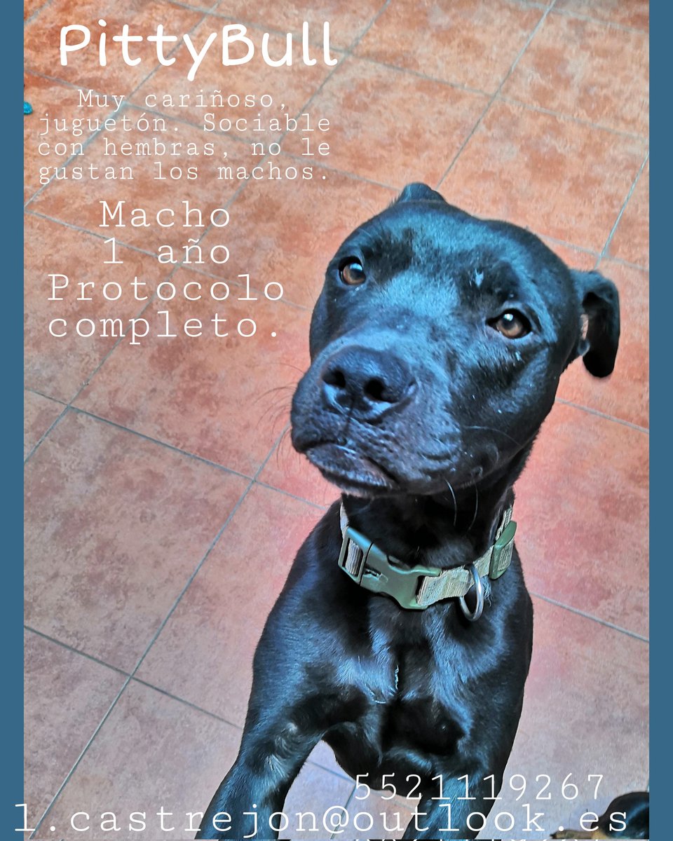 CasLaaU's tweet photo. Me ayudan a encontrar un buen hogar para estos bebés perritos?🙏🏻 😥 #AdoptaCambiaUnaVida @JUSTICIANIMA @Janinah18 @vanehupp @pato_remo @Patriciomonero @DiloConPerritos @sopitas @SuavesLomitos @anafvega @RocioGa90248872 @AmoresGarra @SandraOrtizVe @josemariaferez @AaronGuadarram6 https://t.co/CFVWUyqtfj