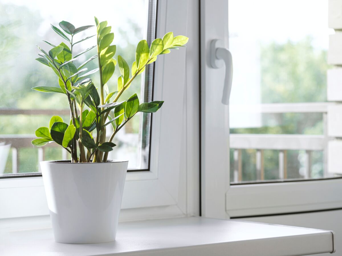 titrespresse's tweet image. (Femme Actuelle): #Entretenir son zamioculcas, mode d’emploi : Élégante plante verte de la famille des aracées, le zamioculcas se cultive très bien en intérieur et demande peu de soins. Découvrez l'essentiel pour entretenir cette.. titrespresse.com/64868512202/en…