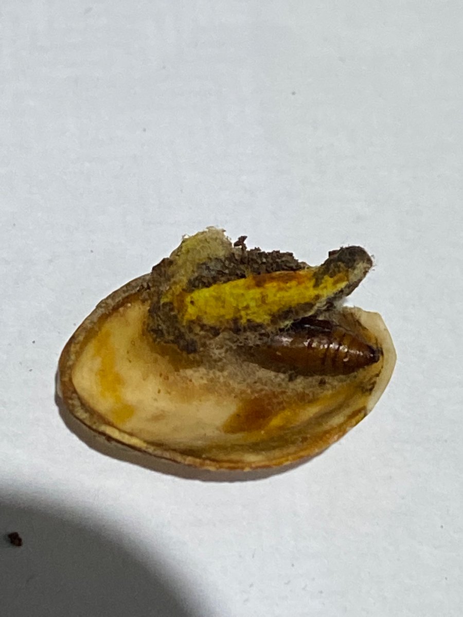 Mike Morgan tweet media