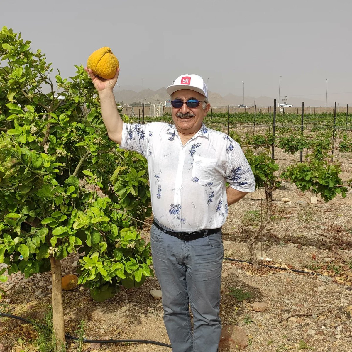 Fêkîya Papaya ji Îsraîlê...