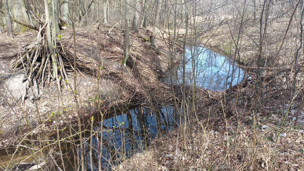 Doerthe Tetzlaff (@tetzlaffecohyd) on Twitter photo The rain in the last few days really filled up the streams at our longterm experimental catchtment #DemnitzerMillCreek after the dry March <a href="/LeibnizIGB/">IGB Berlin (now on Bluesky)</a> <a href="/HumboldtUni/">Humboldt-Universität zu Berlin</a> <a href="/NRI_Abdn/">Northern Rivers Institute (NRI)</a> . #beaverdam helps in addition to keep water in the landscape – it will be needed in the coming months. The rain in the last few days really filled up the streams at our longterm experimental catchtment #DemnitzerMillCreek after the dry March <a href="/LeibnizIGB/">IGB Berlin (now on Bluesky)</a> <a href="/HumboldtUni/">Humboldt-Universität zu Berlin</a> <a href="/NRI_Abdn/">Northern Rivers Institute (NRI)</a> . #beaverdam helps in addition to keep water in the landscape – it will be needed in the coming months.