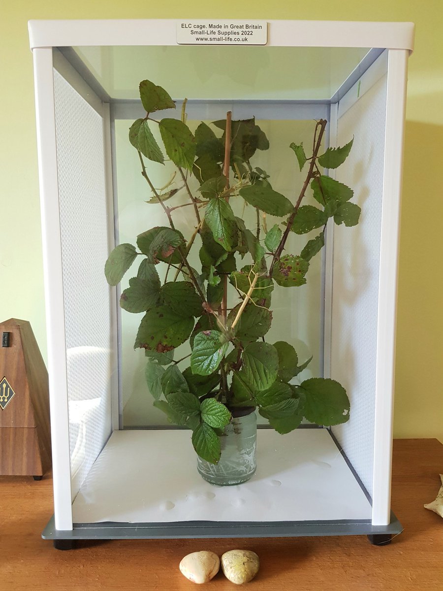 ciaranshaman's tweet photo. Thrilled to bits with my new ELC stick insect enclosure from small-life supplies. Sure the sticks will be thrilled too - more room for them to roam around in 🙂 #sticklife #stickinsect #insectcare https://t.co/gDqpMcsKjk
