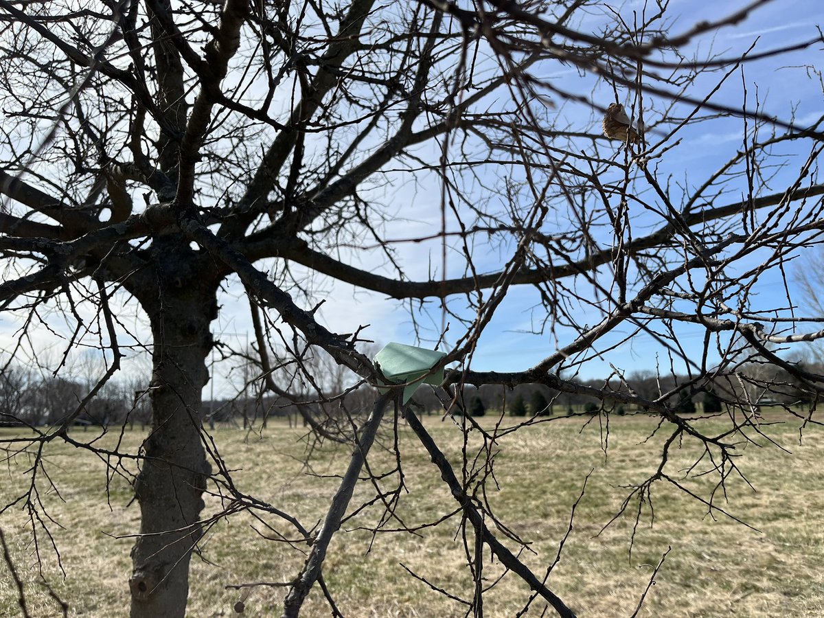 TheOrigamiFrogs's tweet photo. branching out
#origamifrog https://t.co/c6flHFyZBA
