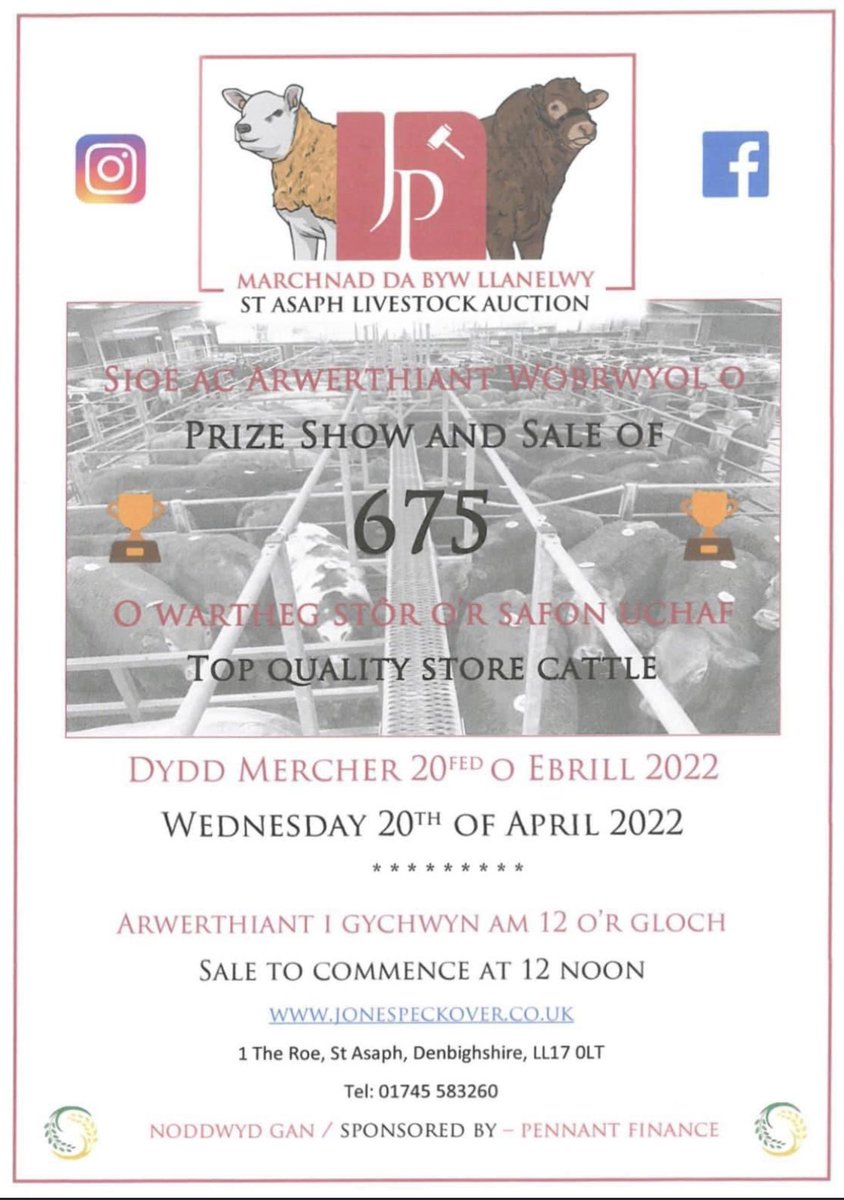 FinancePennant's tweet photo. Pennant Finance are proud sponsors of the #jonespeckover Prize Show &amp; Sale of Top Quality Store Cattle next Wednesday 20th April at 12 Noon. #stasaph #llanelwy #storecattle #ukfarming https://t.co/fAv0Ubvqg7