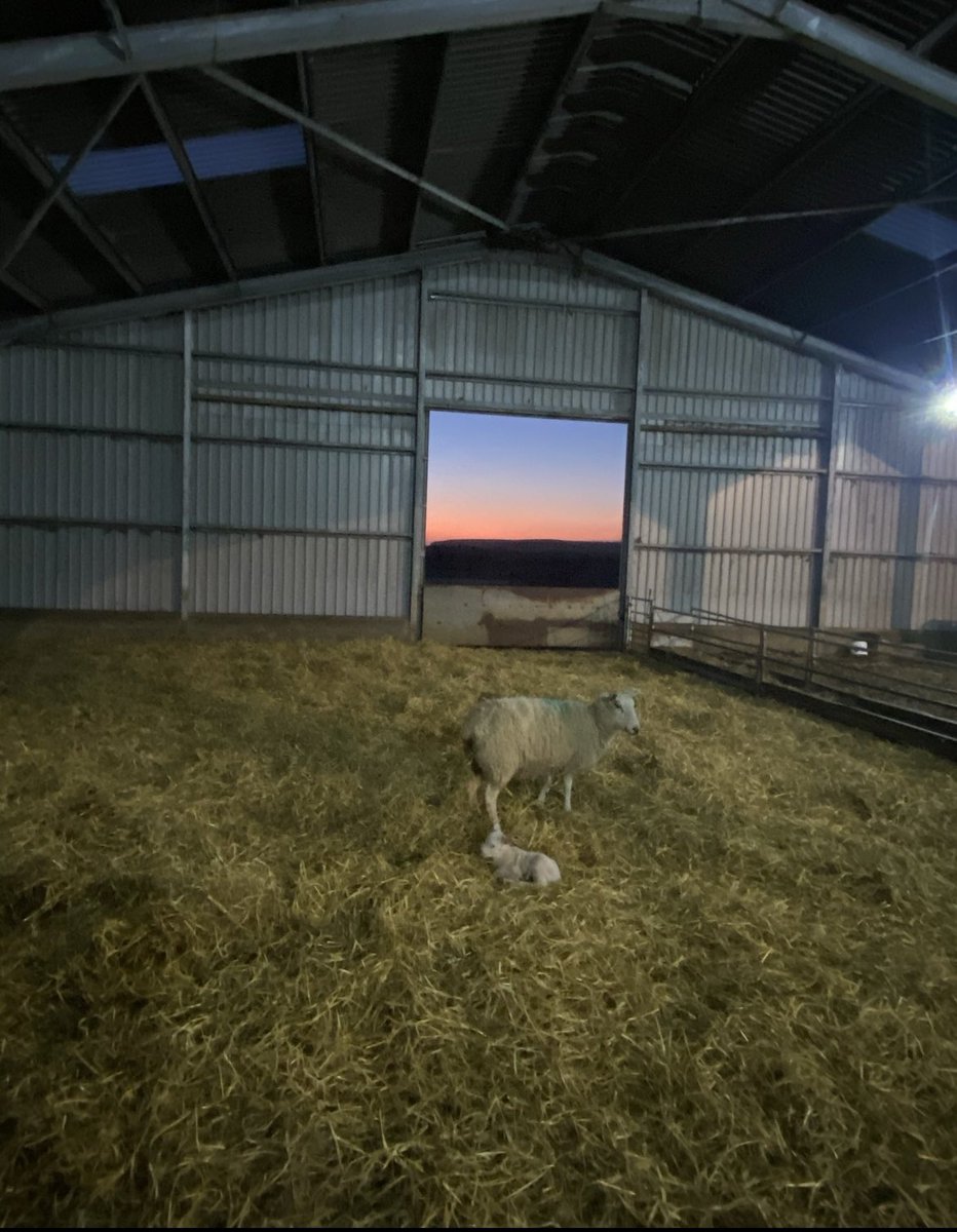 Slightly different Easter holidays this year. Normally lambing sheep, but now writing about research philosophy for the dissertation. #bringonsummer